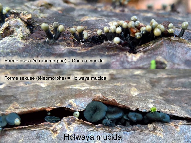 Holwaya mucida-amf2185.jpg - Holwaya mucida ; Syn1: Crinula mucida ; Syn2: Ditiola mucida ; Nom français: Pézize muqueuse